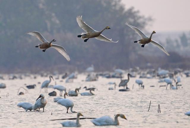 (251218) -- NANCHANG, Dec. 18, 2025 (Xinhua) -- This photo taken on Dec. 17, 2025 shows migratory birds at Nanchang Five Stars Siberian Cranes Sanctuary by the Poyang Lake in Nanchang, east China's Jiangxi Province. The sanctuary has witnessed the peak wintering season for migratory birds including white cranes, swans, white spoonbills, etc. (Xinhua/Wan Xiang)