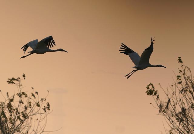 (251218) -- NANCHANG, Dec. 18, 2025 (Xinhua) -- White cranes fly over Nanchang Five Stars Siberian Cranes Sanctuary by the Poyang Lake in Nanchang, east China's Jiangxi Province, Dec. 17, 2025. The sanctuary has witnessed the peak wintering season for migratory birds including white cranes, swans, white spoonbills, etc. (Xinhua/Wan Xiang)