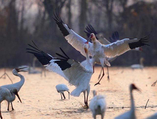 (251218) -- NANCHANG, Dec. 18, 2025 (Xinhua) -- This photo taken on Dec. 17, 2025 shows white cranes at Nanchang Five Stars Siberian Cranes Sanctuary by the Poyang Lake in Nanchang, east China's Jiangxi Province. The sanctuary has witnessed the peak wintering season for migratory birds including white cranes, swans, white spoonbills, etc. (Xinhua/Wan Xiang)