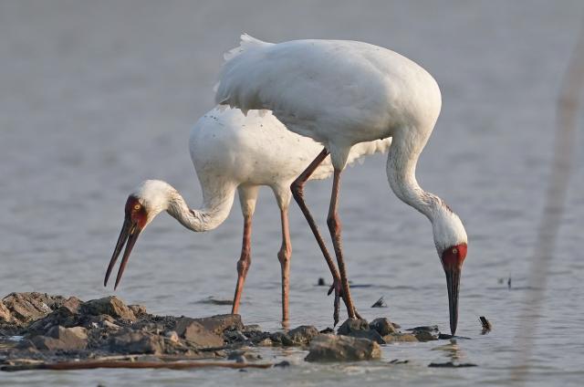 (251218) -- NANCHANG, Dec. 18, 2025 (Xinhua) -- White cranes forage at Nanchang Five Stars Siberian Cranes Sanctuary by the Poyang Lake in Nanchang, east China's Jiangxi Province, Dec. 17, 2025. The sanctuary has witnessed the peak wintering season for migratory birds including white cranes, swans, white spoonbills, etc. (Xinhua/Wan Xiang)