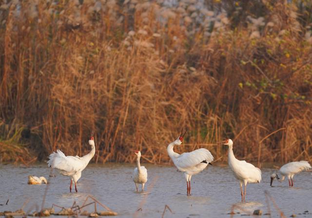(251218) -- NANCHANG, Dec. 18, 2025 (Xinhua) -- This photo taken on Dec. 17, 2025 shows migratory birds at Nanchang Five Stars Siberian Cranes Sanctuary by the Poyang Lake in Nanchang, east China's Jiangxi Province. The sanctuary has witnessed the peak wintering season for migratory birds including white cranes, swans, white spoonbills, etc. (Xinhua/Wan Xiang)