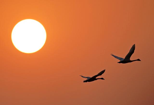 (251218) -- NANCHANG, Dec. 18, 2025 (Xinhua) -- Swans fly over Nanchang Five Stars Siberian Cranes Sanctuary by the Poyang Lake in Nanchang, east China's Jiangxi Province, Dec. 17, 2025. The sanctuary has witnessed the peak wintering season for migratory birds including white cranes, swans, white spoonbills, etc. (Xinhua/Wan Xiang)