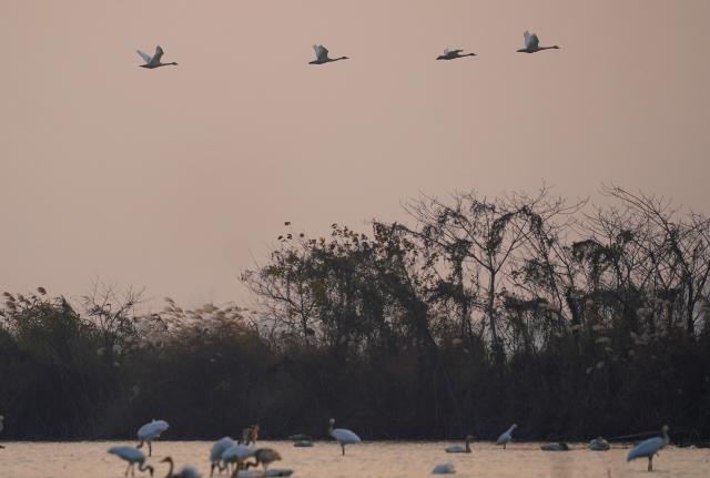 (251218) -- NANCHANG, Dec. 18, 2025 (Xinhua) -- This photo taken on Dec. 17, 2025 shows migratory birds at Nanchang Five Stars Siberian Cranes Sanctuary by the Poyang Lake in Nanchang, east China's Jiangxi Province. The sanctuary has witnessed the peak wintering season for migratory birds including white cranes, swans, white spoonbills, etc. (Xinhua/Wan Xiang)