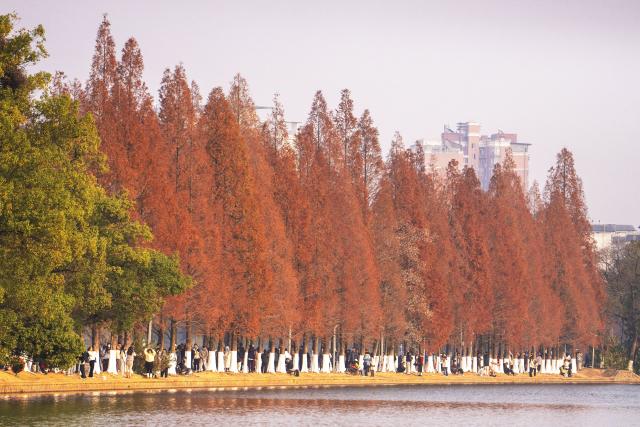 (251218) -- CHANGSHA, Dec. 18, 2025 (Xinhua) -- People visit a park, where metasequoia tree leaves have turned red, in Changsha, central China's Hunan Province, Dec. 18, 2025. (Xinhua/Chen Sihan)