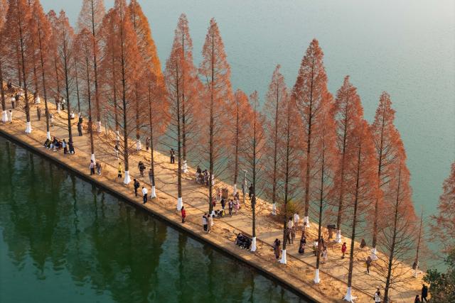 (251218) -- CHANGSHA, Dec. 18, 2025 (Xinhua) -- An aerial drone photo taken on Dec. 18, 2025 shows people visiting a park, where metasequoia tree leaves have turned red, in Changsha, central China's Hunan Province. (Xinhua/Chen Sihan)