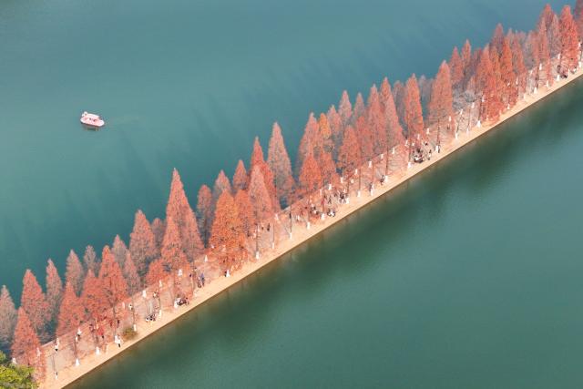 (251218) -- CHANGSHA, Dec. 18, 2025 (Xinhua) -- An aerial drone photo taken on Dec. 18, 2025 shows people visiting a park, where metasequoia tree leaves have turned red, in Changsha, central China's Hunan Province. (Xinhua/Chen Sihan)