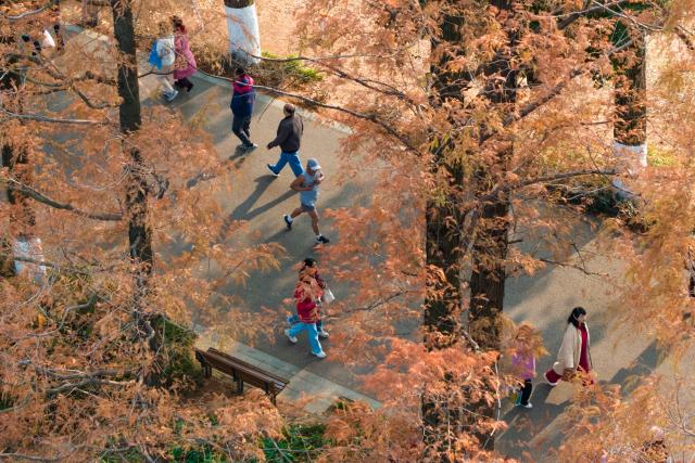 (251218) -- CHANGSHA, Dec. 18, 2025 (Xinhua) -- A drone photo taken on Dec. 18, 2025 shows people visiting a park, where metasequoia tree leaves have turned red, in Changsha, central China's Hunan Province. (Xinhua/Chen Sihan)