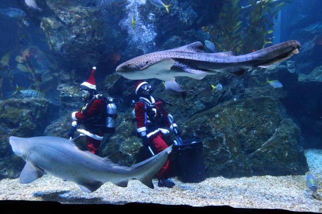 (251218) -- BANGKOK, Dec. 18, 2025 (Xinhua) -- Divers dressed in Santa Claus costumes perform at the Sea life Bangkok Ocean World in Bangkok, Thailand, Dec. 18, 2025. (Xinhua/Rachen Sageamsak)
