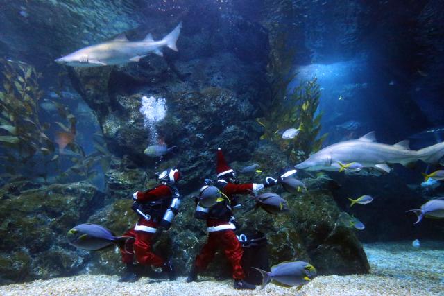 (251218) -- BANGKOK, Dec. 18, 2025 (Xinhua) -- Divers dressed in Santa Claus costumes perform at the Sea life Bangkok Ocean World in Bangkok, Thailand, Dec. 18, 2025. (Xinhua/Rachen Sageamsak)