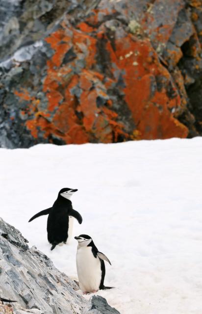 (251219) -- ANTARCTICA, Dec. 19, 2025 (Xinhua) -- Chinstrap penguins are seen in Orne Harbour, Antarctica, Dec. 15, 2025. (Photo by Yang Shu/Xinhua)