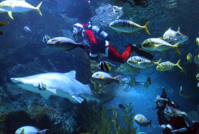 (251219) -- BEIJING, Dec. 19, 2025 (Xinhua) -- Divers dressed in Santa Claus costumes perform at the Sea life Bangkok Ocean World in Bangkok, Thailand, Dec. 18, 2025. (Xinhua/Rachen Sageamsak)