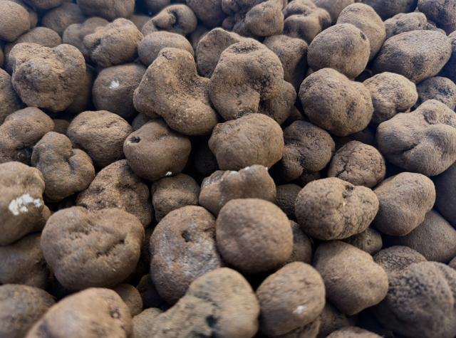 (251219) -- YONGREN, Dec. 19, 2025 (Xinhua) -- Fresh Yunnan truffles are pictured in Yongren County, southwest China's Yunnan Province, Dec. 9, 2025.
  TO GO WITH "Across China: Yunnan truffle becomes globally-prized 'Chinese specialty'" (Xinhua/Xiong Xuanang)
