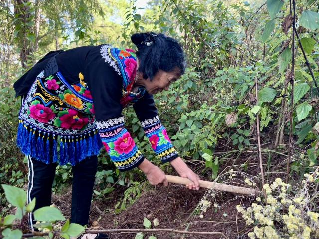 (251219) -- YONGREN, Dec. 19, 2025 (Xinhua) -- A resident digs Yunnan truffles in Yongren County, southwest China's Yunnan Province, Dec. 9, 2025.
  TO GO WITH "Across China: Yunnan truffle becomes globally-prized 'Chinese specialty'" (Xinhua/Xiong Xuanang)