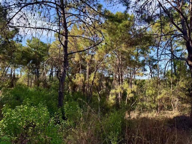 (251219) -- YONGREN, Dec. 19, 2025 (Xinhua) -- This photo taken on Dec. 9, 2025 shows a view of a wild mushroom conservation and propagation base in Yongren County, southwest China's Yunnan Province.
  TO GO WITH "Across China: Yunnan truffle becomes globally-prized 'Chinese specialty'" (Xinhua/Xiong Xuanang)