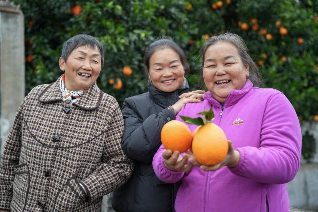 (251219) -- GUANGYUAN, Dec. 19, 2025 (Xinhua) -- Villagers present newly harvested oranges at Sunzigou Village in Cangxi County of Guangyuan City, southwest China's Sichuan Province, Dec. 12, 2025. Cangxi County has crafted an innovative model to boost rural development, which incorporates family farming cooperatives, live-streaming platforms as well as online and offline marketing.
  Remarkably, Party secretaries of villages in the county are spearheading in sessions of e-commerce promotion, driving the sales of local specialties across the country to substantially improve local farmers' income. (Xinhua/Xu Hongyan)