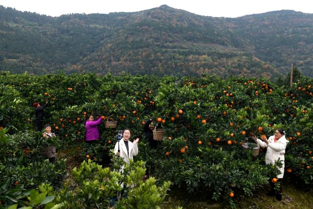 (251219) -- GUANGYUAN, Dec. 19, 2025 (Xinhua) -- Zhang Guihua (L, front), Party secretary of Sunzigou Village, promotes oranges via live-streaming at an orchard in Cangxi County of Guangyuan City, southwest China's Sichuan Province, Dec. 12, 2025. Cangxi County has crafted an innovative model to boost rural development, which incorporates family farming cooperatives, live-streaming platforms as well as online and offline marketing.
  Remarkably, Party secretaries of villages in the county are spearheading in sessions of e-commerce promotion, driving the sales of local specialties across the country to substantially improve local farmers' income. (Xinhua/Guo Xulei)