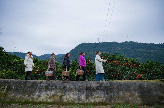 (251219) -- GUANGYUAN, Dec. 19, 2025 (Xinhua) -- Zhang Guihua (1st R), Party secretary of Sunzigou Village, promotes oranges via live-streaming with villagers at an orchard in Cangxi County of Guangyuan City, southwest China's Sichuan Province, Dec. 12, 2025. Cangxi County has crafted an innovative model to boost rural development, which incorporates family farming cooperatives, live-streaming platforms as well as online and offline marketing.
  Remarkably, Party secretaries of villages in the county are spearheading in sessions of e-commerce promotion, driving the sales of local specialties across the country to substantially improve local farmers' income. (Xinhua/Xu Hongyan)