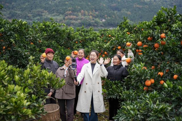 (251219) -- GUANGYUAN, Dec. 19, 2025 (Xinhua) -- Zhang Guihua (3rd R), Party secretary of Sunzigou Village, promotes oranges via live-streaming with villagers at an orchard in Cangxi County of Guangyuan City, southwest China's Sichuan Province, Dec. 12, 2025. Cangxi County has crafted an innovative model to boost rural development, which incorporates family farming cooperatives, live-streaming platforms as well as online and offline marketing.
  Remarkably, Party secretaries of villages in the county are spearheading in sessions of e-commerce promotion, driving the sales of local specialties across the country to substantially improve local farmers' income. (Xinhua/Xu Hongyan)