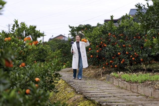 (251219) -- GUANGYUAN, Dec. 19, 2025 (Xinhua) -- Zhang Guihua, Party secretary of Sunzigou Village, promotes oranges via live-streaming at an orchard in Cangxi County of Guangyuan City, southwest China's Sichuan Province, Dec. 12, 2025. Cangxi County has crafted an innovative model to boost rural development, which incorporates family farming cooperatives, live-streaming platforms as well as online and offline marketing.
  Remarkably, Party secretaries of villages in the county are spearheading in sessions of e-commerce promotion, driving the sales of local specialties across the country to substantially improve local farmers' income. (Xinhua/Xie Han)