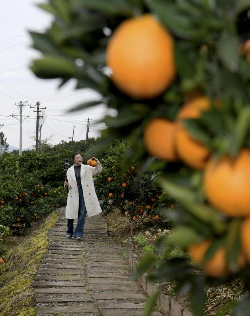(251219) -- GUANGYUAN, Dec. 19, 2025 (Xinhua) -- Zhang Guihua, Party secretary of Sunzigou Village, promotes oranges via live-streaming at an orchard in Cangxi County of Guangyuan City, southwest China's Sichuan Province, Dec. 12, 2025. Cangxi County has crafted an innovative model to boost rural development, which incorporates family farming cooperatives, live-streaming platforms as well as online and offline marketing.
  Remarkably, Party secretaries of villages in the county are spearheading in sessions of e-commerce promotion, driving the sales of local specialties across the country to substantially improve local farmers' income. (Xinhua/Guo Xulei)