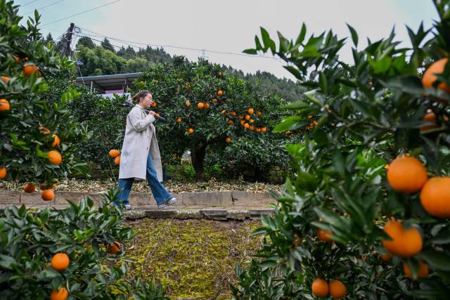 (251219) -- GUANGYUAN, Dec. 19, 2025 (Xinhua) -- Zhang Guihua, Party secretary of Sunzigou Village, with gears for live-streaming in hand, walks inside an orchard in Cangxi County of Guangyuan City, southwest China's Sichuan Province, Dec. 12, 2025. Cangxi County has crafted an innovative model to boost rural development, which incorporates family farming cooperatives, live-streaming platforms as well as online and offline marketing.
  Remarkably, Party secretaries of villages in the county are spearheading in sessions of e-commerce promotion, driving the sales of local specialties across the country to substantially improve local farmers' income. (Xinhua/Sun Fanyue)