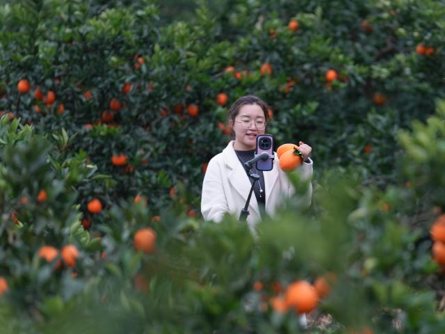 (251219) -- GUANGYUAN, Dec. 19, 2025 (Xinhua) -- Zhang Guihua, Party secretary of Sunzigou Village, promotes oranges via live-streaming at an orchard in Cangxi County of Guangyuan City, southwest China's Sichuan Province, Dec. 12, 2025. Cangxi County has crafted an innovative model to boost rural development, which incorporates family farming cooperatives, live-streaming platforms as well as online and offline marketing.
  Remarkably, Party secretaries of villages in the county are spearheading in sessions of e-commerce promotion, driving the sales of local specialties across the country to substantially improve local farmers' income. (Xinhua/Zhang Long)