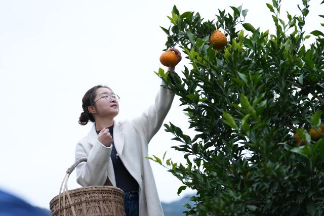(251219) -- GUANGYUAN, Dec. 19, 2025 (Xinhua) -- Zhang Guihua, Party secretary of Sunzigou Village, picks oranges at an orchard in Sunzigou Village in Cangxi County of Guangyuan City, southwest China's Sichuan Province, Dec. 12, 2025. Cangxi County has crafted an innovative model to boost rural development, which incorporates family farming cooperatives, live-streaming platforms as well as online and offline marketing.
  Remarkably, Party secretaries of villages in the county are spearheading in sessions of e-commerce promotion, driving the sales of local specialties across the country to substantially improve local farmers' income. (Xinhua/Zhang Long)