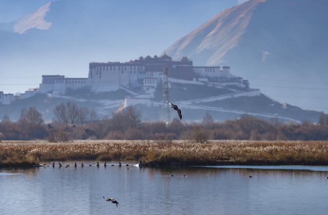 (251220) -- LHASA, Dec. 20, 2025 (Xinhua) -- Bar-headed geese are pictured at the Lhalu Wetland National Nature Reserve, with the Potala Palace in the background, in Lhasa, southwest China's Xizang Autonomous Region, Dec. 20, 2025. Verified by the World Record Certification Agency (WRCA), the Lhalu Wetland National Nature Reserve has been confirmed as the "highest altitude natural urban wetland." The certification ceremony was held at the wetland on Saturday.
   Located in the urban area of Lhasa, the wetland covers an area of 12.2 square kilometers at an average altitude of 3,649 meters. (Xinhua/Jigme Dorje)