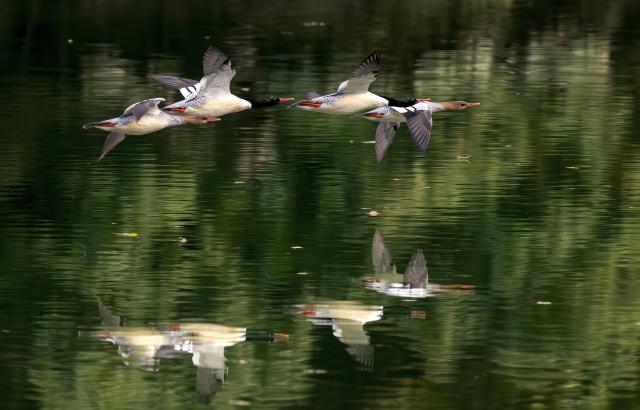 (251221) -- FUZHOU, Dec. 21, 2025 (Xinhua) -- Chinese mergansers fly over the Dazhang River in Yongtai County, southeast China's Fujian Province, Dec. 20, 2025. Sixteen Chinese mergansers, a national first-class protected species, were spotted wintering here. (Xinhua/Wei Peiquan)