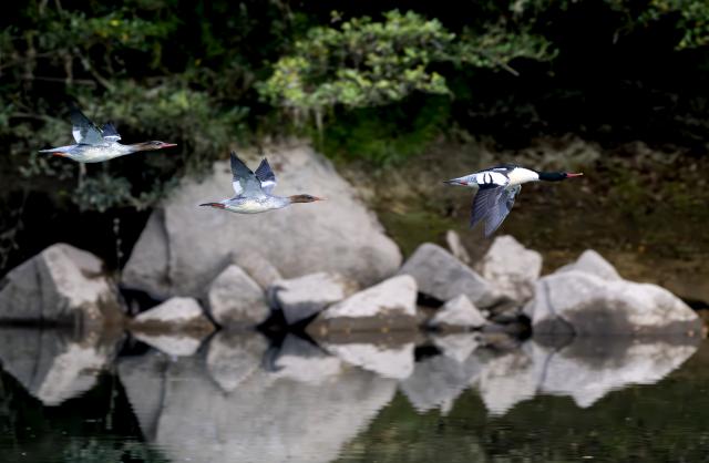 (251221) -- FUZHOU, Dec. 21, 2025 (Xinhua) -- Chinese mergansers fly over the Dazhang River in Yongtai County, southeast China's Fujian Province, Dec. 20, 2025. Sixteen Chinese mergansers, a national first-class protected species, were spotted wintering here. (Xinhua/Wei Peiquan)