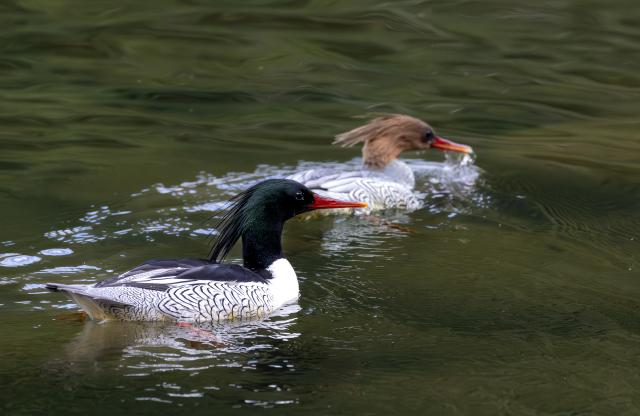 (251221) -- FUZHOU, Dec. 21, 2025 (Xinhua) -- Chinese mergansers swim in the Dazhang River in Yongtai County, southeast China's Fujian Province, Dec. 20, 2025. Sixteen Chinese mergansers, a national first-class protected species, were spotted wintering here. (Xinhua/Wei Peiquan)