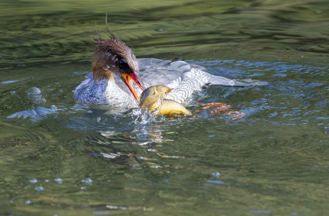 (251221) -- FUZHOU, Dec. 21, 2025 (Xinhua) -- A Chinese merganser forages in the Dazhang River in Yongtai County, southeast China's Fujian Province, Dec. 20, 2025. Sixteen Chinese mergansers, a national first-class protected species, were spotted wintering here. (Xinhua/Wei Peiquan)