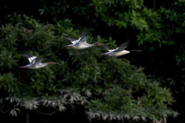 (251221) -- FUZHOU, Dec. 21, 2025 (Xinhua) -- Chinese mergansers fly over the Dazhang River in Yongtai County, southeast China's Fujian Province, Dec. 20, 2025. Sixteen Chinese mergansers, a national first-class protected species, were spotted wintering here. (Xinhua/Wei Peiquan)