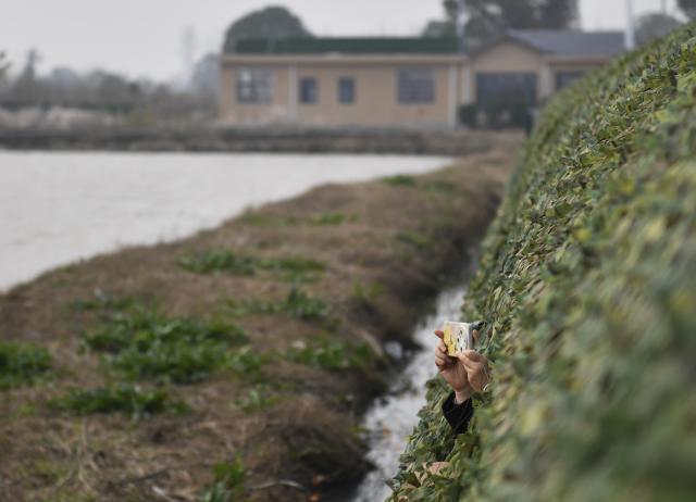 (251221) -- YUEYANG, Dec. 21, 2025 (Xinhua) -- A visitor takes photos of migratory birds at the Donggu Lake bird-watching shed in Yueyang City, central China's Hunan Province, Dec. 20, 2025. As an integral part of the Dongting Lake ecological zone, Donggu Lake welcomes a large number of migratory birds every November for wintering. 
   In recent years, comprehensive ecological protection and restoration projects have been carried out in the area. These initiatives, including water purification, replenishing food sources, and restoring native vegetation, have significantly improved the migratory birds' habitat. (Xinhua/Chen Zhenhai)