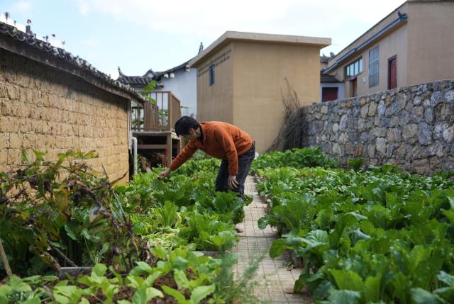 (251221) -- MOJIANG, Dec. 21, 2025 (Xinhua) -- A sojourner from southwest China's Sichuan Province checks the vegetable she planted in Manhai Village, Mojiang Hani Autonomous County of Pu'er City, southwest China's Yunnan Province, Dec. 20, 2025. Manhai Village, located in Mojiang Hani Autonomous County of Pu'er City, is home to people from various ethnic groups. In recent years, with the help of the local government, the village has made significant strides in rural revitalization. 
  Manhai has converted idle houses into homestays and study tour centers. The village has also leveraged its intangible cultural heritage, such as bamboo weaving, to develop study tour classes and cultural and creative products. Furthermore, Manhai has trained villagers to run homestays and act as instructors during study tours. 
  Nowadays, the village has attracted many tourists and entrepreneurs to visit and start businesses. (Xinhua/Chen Xinbo)
