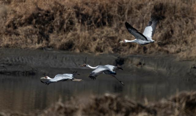 (251221) -- GYEONGGI-DO, Dec. 21, 2025 (Xinhua) -- This photo taken on Dec. 21, 2025 shows white-naped cranes in Paju in Gyeonggi Province, South Korea. (Photo by Jun Hyosang/Xinhua)