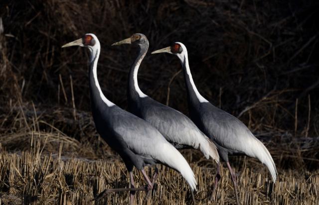 (251221) -- GYEONGGI-DO, Dec. 21, 2025 (Xinhua) -- This photo taken on Dec. 21, 2025 shows white-naped cranes in Paju in Gyeonggi Province, South Korea. (Photo by Jun Hyosang/Xinhua)