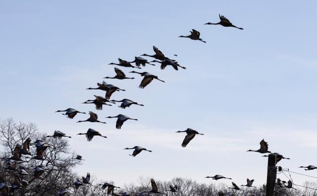 (251221) -- GYEONGGI-DO, Dec. 21, 2025 (Xinhua) -- This photo taken on Dec. 21, 2025 shows white-naped cranes in Paju in Gyeonggi Province, South Korea. (Photo by Jun Hyosang/Xinhua)