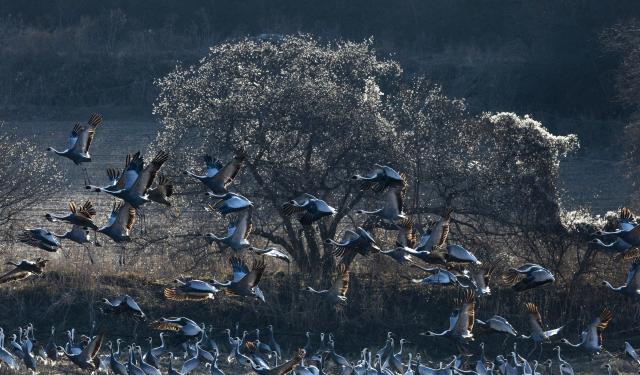 (251221) -- GYEONGGI-DO, Dec. 21, 2025 (Xinhua) -- This photo taken on Dec. 21, 2025 shows white-naped cranes in Paju in Gyeonggi Province, South Korea. (Photo by Jun Hyosang/Xinhua)