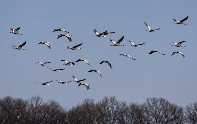 (251221) -- GYEONGGI-DO, Dec. 21, 2025 (Xinhua) -- This photo taken on Dec. 21, 2025 shows white-naped cranes in Paju in Gyeonggi Province, South Korea. (Photo by Jun Hyosang/Xinhua)