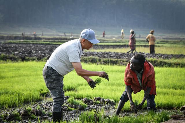 (251221) -- BEIJING, Dec. 21, 2025 (Xinhua) -- Zheng Ruijin (L) instructs as a farmer follows in transplanting rice seedlings at a paddy field in Huye District, Southern Province, Rwanda, Aug. 14, 2024. (Xinhua/Han Xu)