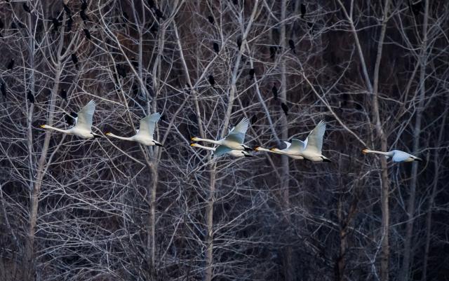(251221) -- SANMENXIA, Dec. 21, 2025 (Xinhua) -- This photo taken on Dec. 20, 2025 shows swans flying over a wetland in Sanmenxia, central China's Henan Province. A large number of migratory swans have flocked to the Yellow River wetland in Sanmenxia to spend winter. (Photo by Zhao Yongtao/Xinhua)