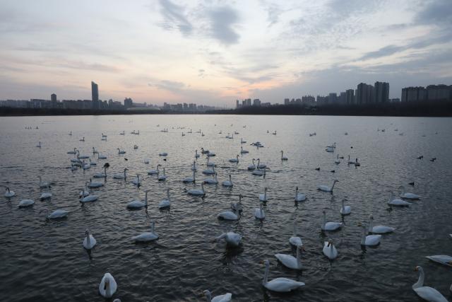 (251221) -- SANMENXIA, Dec. 21, 2025 (Xinhua) -- This photo taken on Dec. 21, 2025 shows swans at a wetland in Sanmenxia, central China's Henan Province. A large number of migratory swans have flocked to the Yellow River wetland in Sanmenxia to spend winter. (Photo by Xu Hongxing/Xinhua)