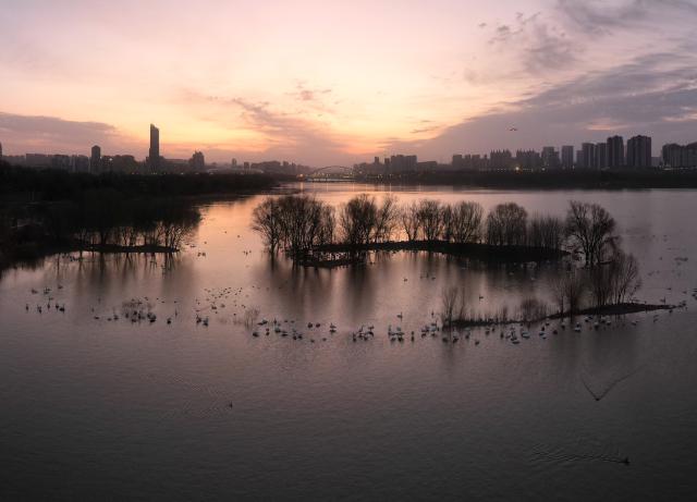 (251221) -- SANMENXIA, Dec. 21, 2025 (Xinhua) -- An aerial drone photo taken on Dec. 21, 2025 shows swans at a wetland in Sanmenxia, central China's Henan Province. A large number of migratory swans have flocked to the Yellow River wetland in Sanmenxia to spend winter. (Photo by Wang Gaochao/Xinhua)