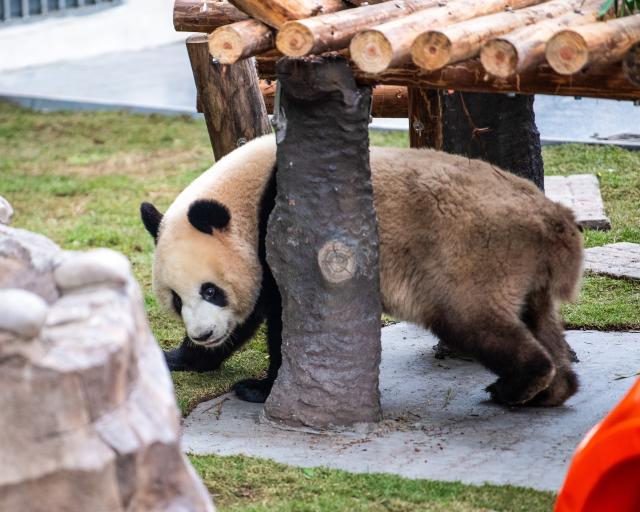(251222) -- CHONGQING, Dec. 22, 2025 (Xinhua) -- A giant panda is seen at Chongqing zoo in southwest China's Chongqing Municipality, Dec. 22, 2025. On Monday, the lower part of the giant panda house at Chongqing zoo completed its renovation and welcomed giant pandas to move in. (Xinhua/Tang Yi)