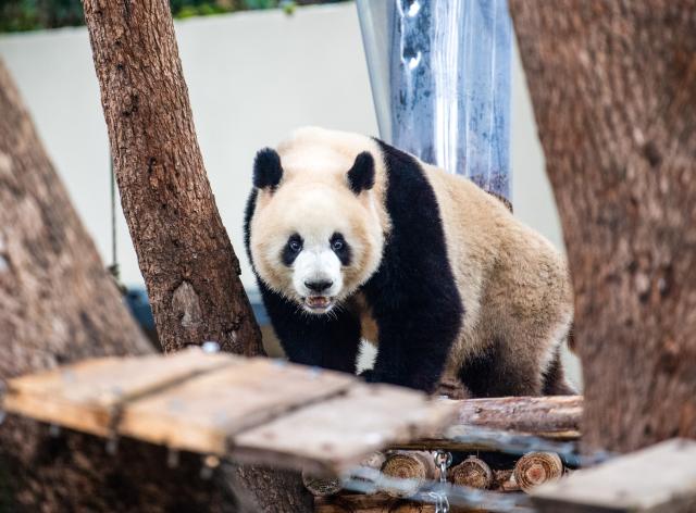 (251222) -- CHONGQING, Dec. 22, 2025 (Xinhua) -- A giant panda is seen at Chongqing zoo in southwest China's Chongqing Municipality, Dec. 22, 2025. On Monday, the lower part of the giant panda house at Chongqing zoo completed its renovation and welcomed giant pandas to move in. (Xinhua/Tang Yi)