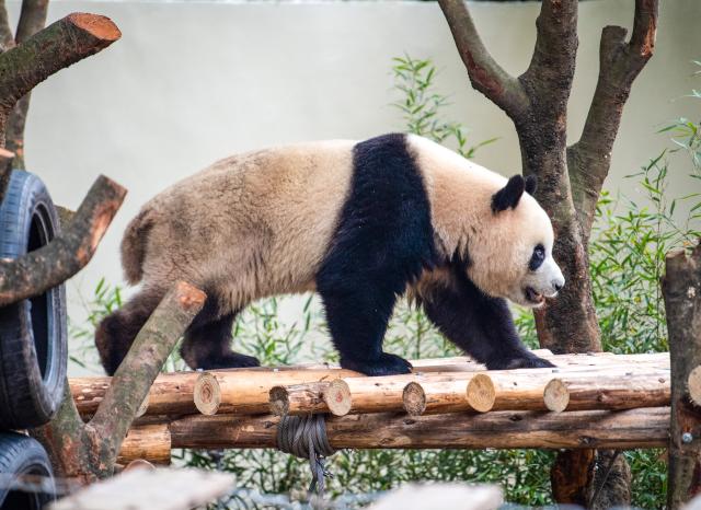 (251222) -- CHONGQING, Dec. 22, 2025 (Xinhua) -- A giant panda is seen at Chongqing zoo in southwest China's Chongqing Municipality, Dec. 22, 2025. On Monday, the lower part of the giant panda house at Chongqing zoo completed its renovation and welcomed giant pandas to move in. (Xinhua/Tang Yi)