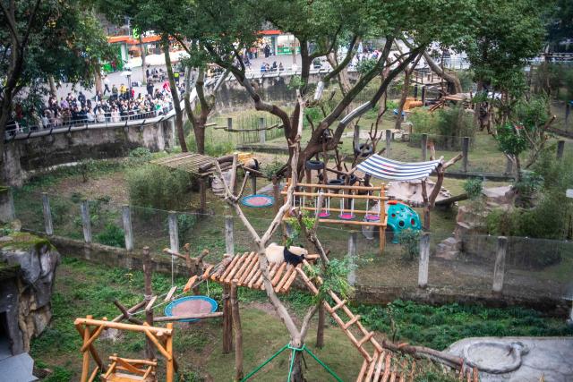 (251222) -- CHONGQING, Dec. 22, 2025 (Xinhua) -- A giant panda rests at Chongqing zoo in southwest China's Chongqing Municipality, Dec. 22, 2025. On Monday, the lower part of the giant panda house at Chongqing zoo completed its renovation and welcomed giant pandas to move in. (Xinhua/Tang Yi)