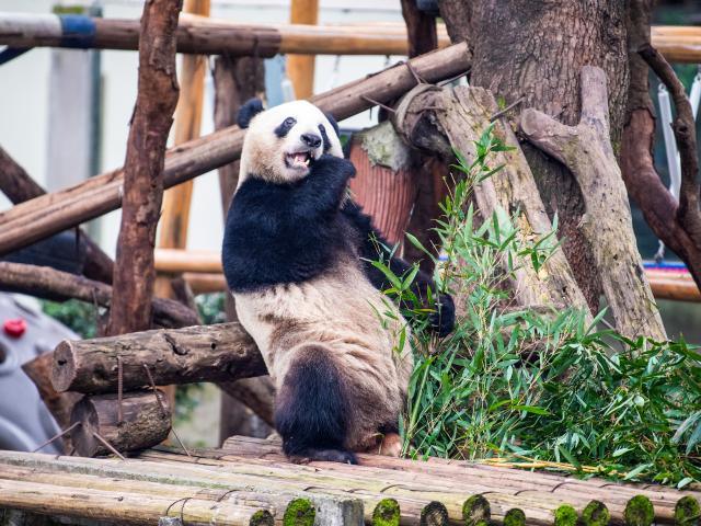 (251223) -- BEIJING, Dec. 23, 2025 (Xinhua) -- A giant panda eats bamboo at Chongqing zoo in southwest China's Chongqing Municipality, Dec. 22, 2025.
  On Monday, the lower part of the giant panda house at Chongqing zoo completed its renovation and welcomed giant pandas to move in. (Xinhua/Tang Yi)