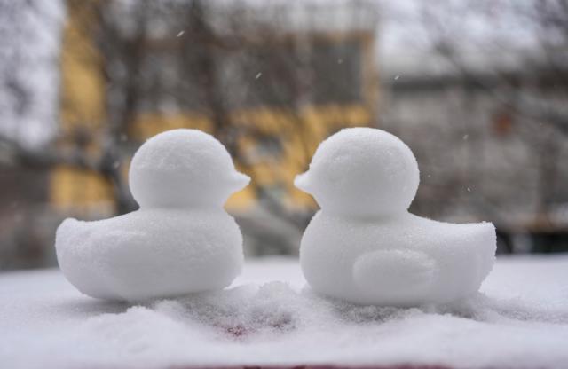 (251223) -- HARBIN, Dec. 23, 2025 (Xinhua) -- Two snow-made ducks are seen on a street in Harbin, northeast China's Heilongjiang Province, Dec. 23, 2025. The meteorological observatory of Harbin issued a yellow alert for blizzard on Tuesday. (Xinhua/Wang Jianwei)